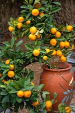 2 x Mandarine schnellwüchsige exotische Pflanzen im für den Garten