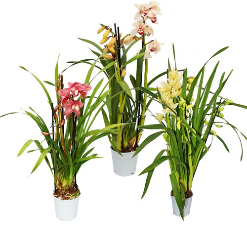 Cymbidium orchidee - orchidee,