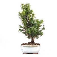 BONSAI Eibe Hybrid 'Taxus