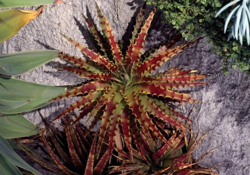 80001177 hechtia stenopetala - stenopetala, 5
