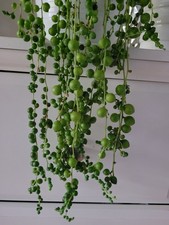 5× Ableger  String of Pearls Erbsenpfalnze Steckling 