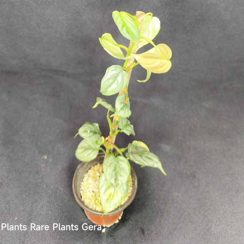 Philodendron sodiroi - philodendron,