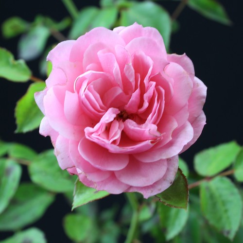 Bodendecker rose rosa the - rose,