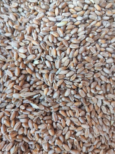 Verkaufe 25kg weizen für - verkaufe,