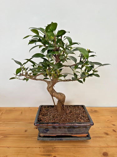 Zimmerbonsai ficus retusa - ficus,