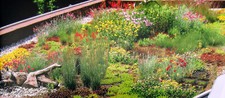 ROOF GREENING Samen zur