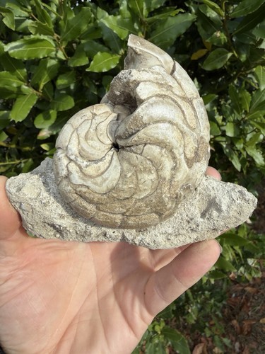 Eozän aturia nautilus fossil - aturia,