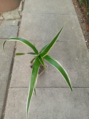 Dracaena drachenbaum mit - sp.,
