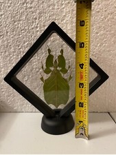 Giant malaysian leaf - malaysian, insect