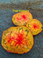 Tomaten Set 27 Sorten