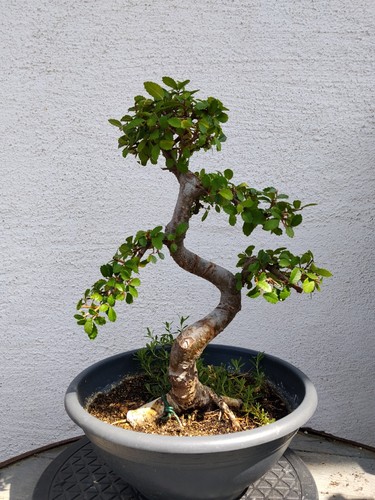 Bonsai schöne ulme 10 - schöne, 8-10
