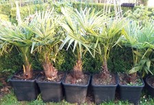 1 x Hanfpalme Trachycarpus fortunei  winterharte Palme -18°C ca.110cm inkl. Topf