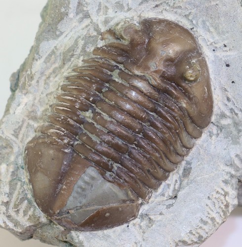Trilobit asaphus expansus - trilobit,,