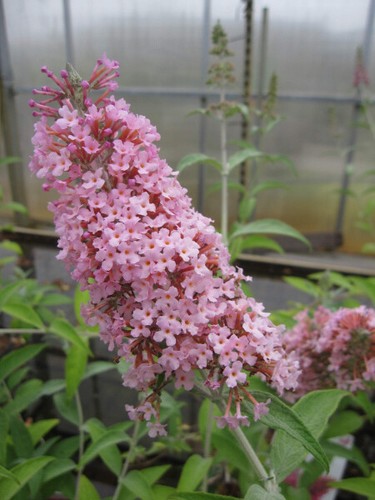 Buddleja davidii pink - davidii, panther