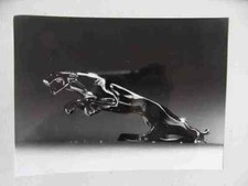 Foto Fotografie photo photograph Jaguar "Leaper" SR217