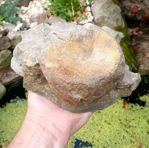 Großer hadrosaurier - großer,