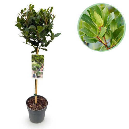 Laurus nobilis stamm - nobilis, –
