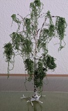 Birken Birke Baum 1:32 1:43