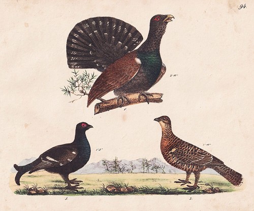 Auerhuhn auerhühner birkhuhn - auerhühner,
