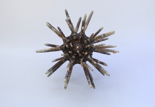 Seeigel bleistift - seeigel,, bleistift-seeigel