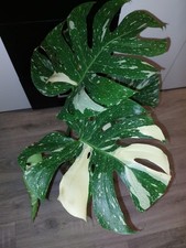 monstera thai constellation Zimmerpflanze