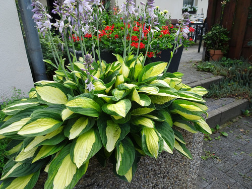 Funkien hosta pflanze - x,