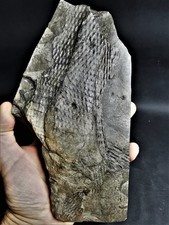 Eleutherophyllum mirabile -