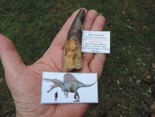 riesiger Zahn vom Spinosaurus