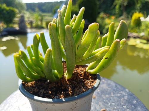 Crassula ovata gollum - crassula,