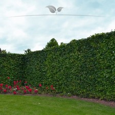 Hainbuche 80-100 cm, Wurzelnackt. Ab 25 Carpinus betulus. Hainbuche Winterhart