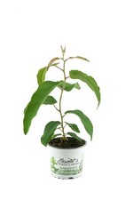 Zitroneneukalyptus, Eucalyptus citridora, Zitronen Eukalyptus Pflanze, Duftpf...