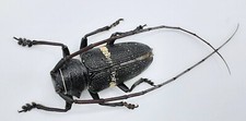 Cerambycidae, Zographus