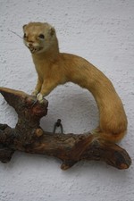 Tierpräparat Hermelin