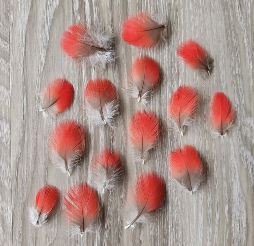 Rote vogelfeder - 15,