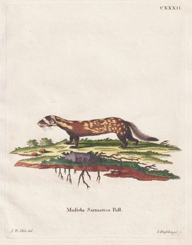 Tigeriltis iltis marbled - tigeriltis,