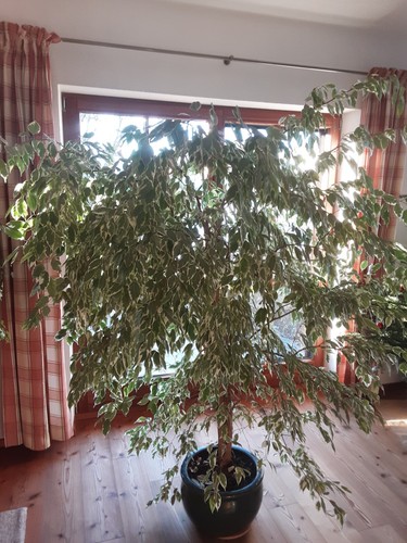 Zimmerpflanzen groß cm - zimmerpflanzen,