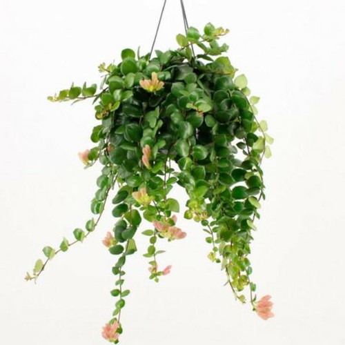 Aeschynanthus schamblume - -,