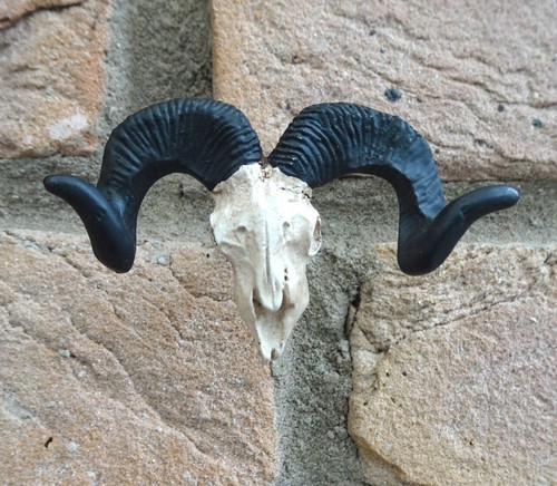 Möbelgriff mufflon schädel - möbelgriff,
