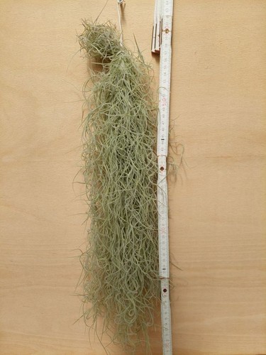 Tillandsia usneoides