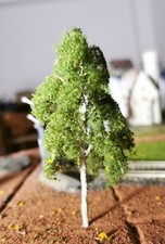 3 Birken, 100 mm, 10 cm hoch in Premium Qualität, jeder Baum ist ein Unikat