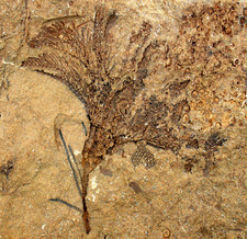 Devon  Sostronocrinus sp