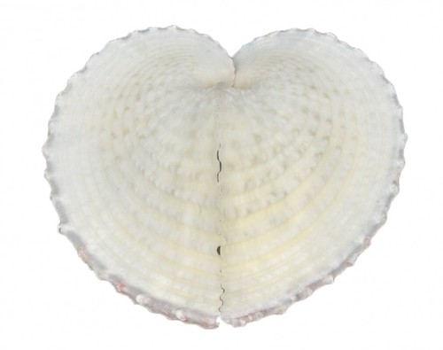 Nadeco corculum cardissa ca - cardissa,