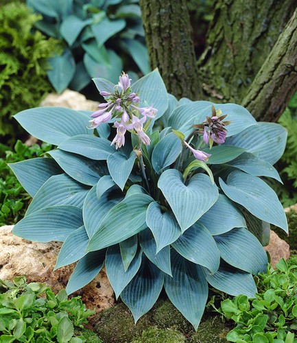 Funkien riesen hosta blau - riesen-hosta,