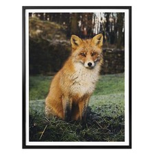 Poster Fuchs 01 WANDBILD FSC