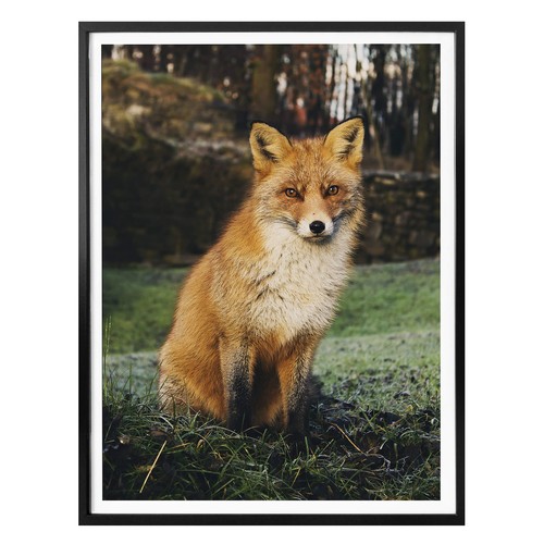 Poster fuchs wandbild - 01, fsc