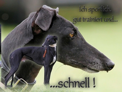 Galgo español hundewarnschild - galgo,