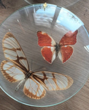 1/3 - 2 ECHTE SCHMETTERLINGE