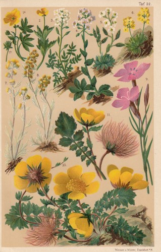Chromo lithografie 1940 - chromo-lithografie,