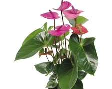 Flamingoblume/ Anthurie lila FloraSelf Anthurium andreanum 'Purple' H ca. 50 cm 