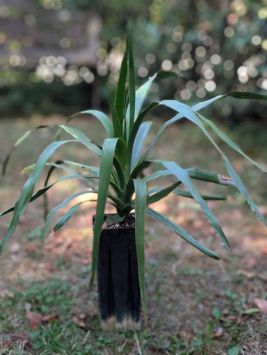 Dracaena draco var - draco, var.